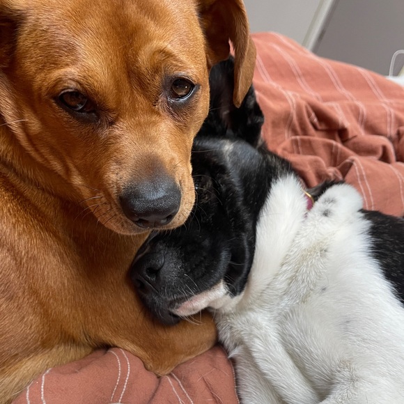 Meet your Posher, Hannah - Picture 2 of 2